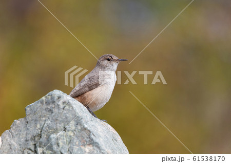 Rock Wren 61538170