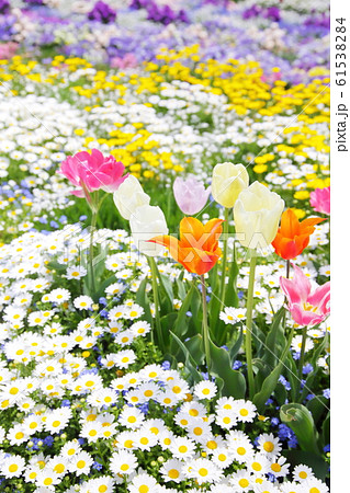 花畑 チューリップ 花畑 チューリップ 61538284