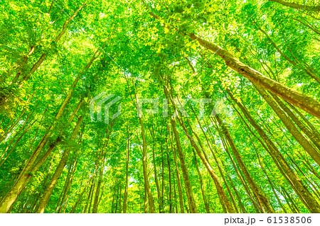 新緑・エコイメージ 新緑・エコイメージ 61538506
