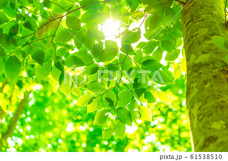 新緑・エコイメージ 61538510