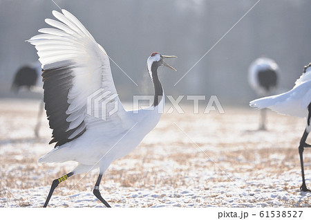 踊るタンチョウ（北海道・鶴居） 61538527