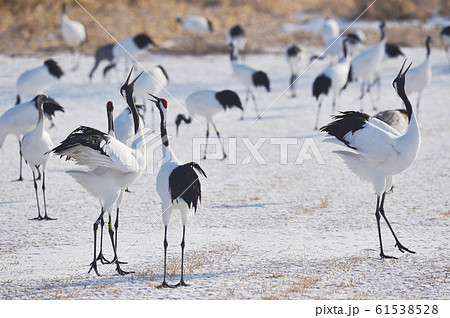 群れの中で鳴きかわす丹頂鶴（北海道・鶴居） 61538528