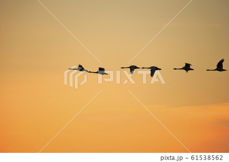 夕焼け空を飛ぶ白鳥 夕焼け空を飛ぶ白鳥 61538562