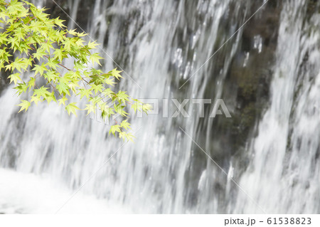 落水に枝射す新緑 落水に枝射す新緑 61538823