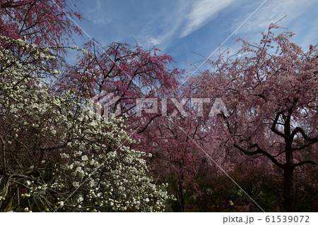 原谷苑の桜 原谷苑の桜 61539072