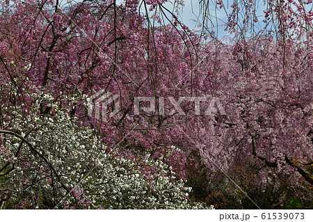 原谷苑の桜 61539073