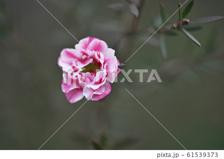 ピンク色のギョリュウバイの花(八重咲) ピンク色のギョリュウバイの花(八重咲) 61539373