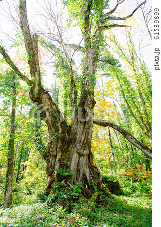 女甑の大カツラ　山形県 61539899