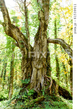 女甑の大カツラ　山形県 61539911