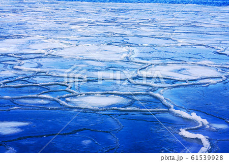 蓮の葉氷 蓮の葉氷 61539928