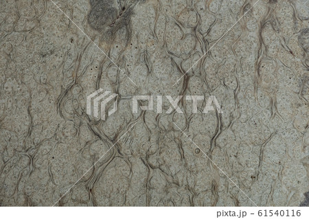 Nature white burl wood background texture, Exotic wooden beautiful with natural pattern Nature white burl wood background texture, Exotic wooden beautiful with natural pattern 61540116