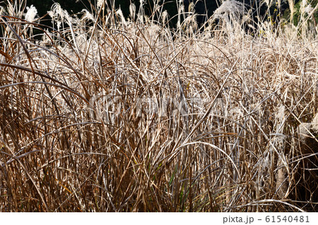 冬の茅 61540481