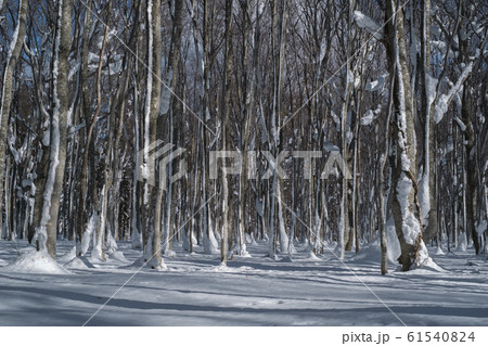 冬のブナ林 61540824