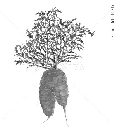 訳あり、もったいない野菜 人参  【水墨画風水彩 】 野菜 素材 モノトーン 61540945
