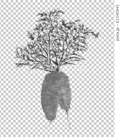訳あり、もったいない野菜 人参  【水墨画風水彩 】 野菜 素材 モノトーン 61540945