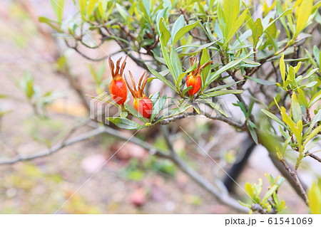 コクチナシの実 コクチナシの実 61541069