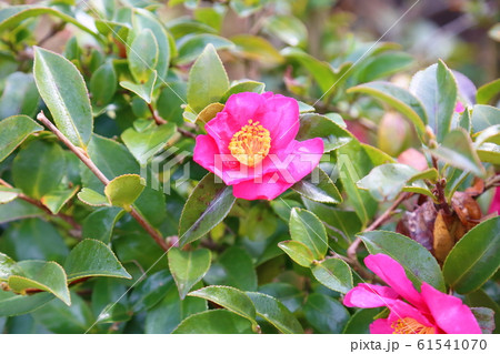 サザンカの花 サザンカの花 61541070