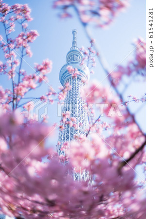 おしなり公園　河津桜と東京スカイツリー　縦構図 61541281