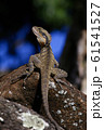 Eastern water dragon (Intellagama lesueurii) soaking up the sun on a rock.  61541527