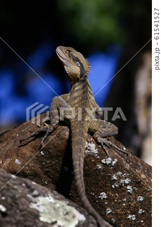Eastern water dragon (Intellagama lesueurii) soaking up the sun on a rock.  61541527
