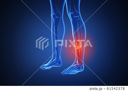 3d rendering of a human body with highlighted...のイラスト素材 [61542378] - PIXTA