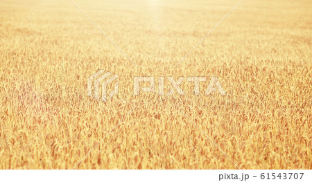cereal field with spikelets of ripe rye or wheat 61543707