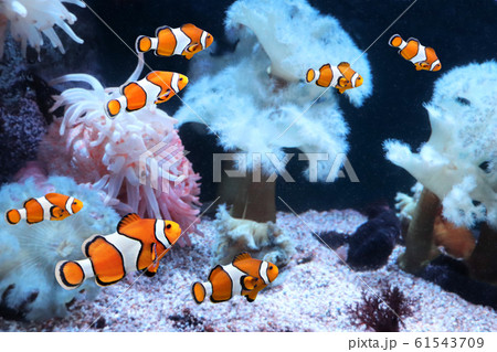 Sea anemone and clown fish 61543709