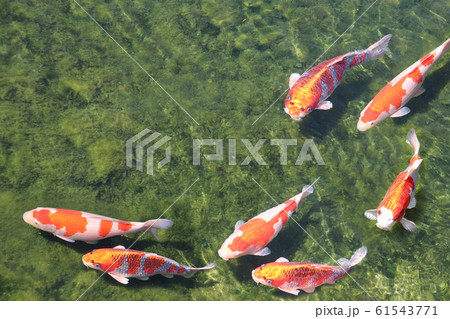 Seven fancy carps in pond, Koishikawa Korakuen Seven fancy carps in pond, Koishikawa Korakuen 61543771