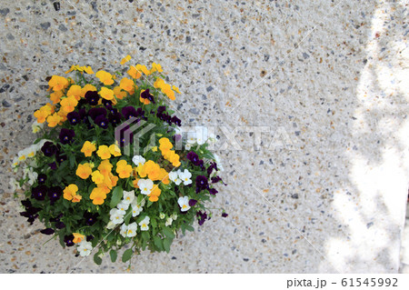 壁かけプランターに咲くパンジー 壁かけプランターに咲くパンジー 61545992