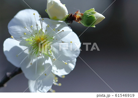 寒さに耐え気品よく咲く 寒さに耐え気品よく咲く 61546919