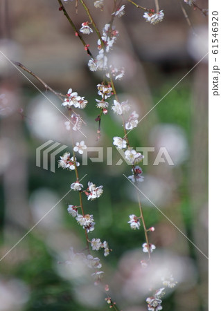 寒さに耐え気品よく咲く 61546920