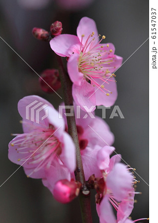 寒さに耐え気品よく咲く 寒さに耐え気品よく咲く 61547037