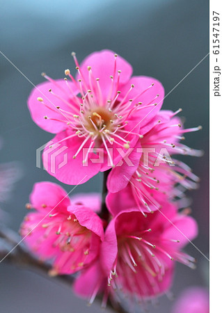 寒さに耐え気品よく咲く 61547197