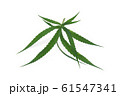 marijuana or cannabis leaf isolated on white 61547341