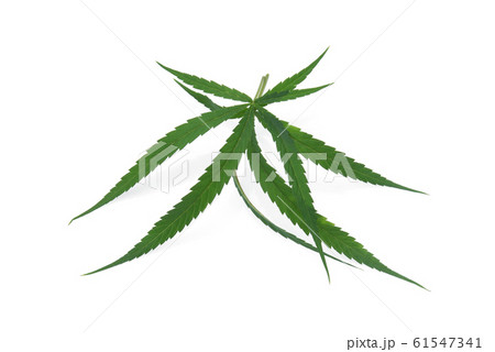 marijuana or cannabis leaf isolated on white marijuana or cannabis leaf isolated on white 61547341