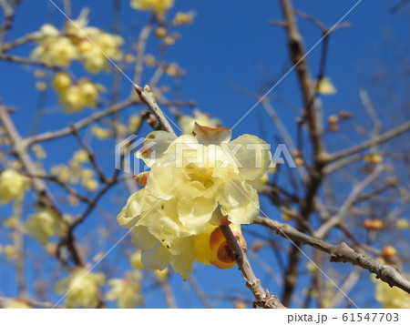 冬に咲く蝋のような半透明の花「蠟梅」 冬に咲く蝋のような半透明の花「蠟梅」 61547703