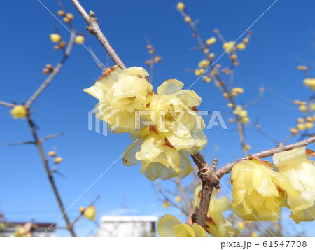 冬に咲く蝋のような半透明の花「蠟梅」 冬に咲く蝋のような半透明の花「蠟梅」 61547708