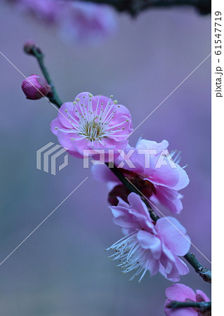 寒さに耐え気品よく咲く 61547719