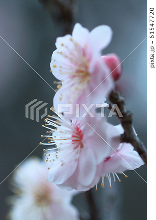 寒さに耐え気品よく咲く 61547720