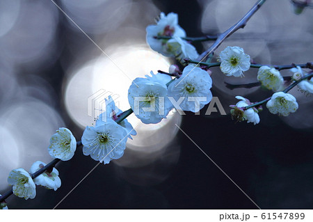 寒さに耐え気品よく咲く 61547899