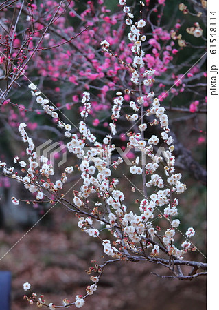 寒さに耐え気品よく咲く 寒さに耐え気品よく咲く 61548114