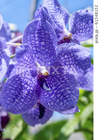 Orchid Garden in Madame Nong Nooch Tropical Park. 61548152