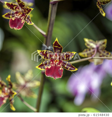 Orchid Garden in Madame Nong Nooch Tropical Park. 61548430