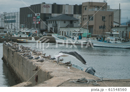 カモメ　ウミネコ　イオン　福島県いわき市小名浜　小名浜港　港　船舶 61548560