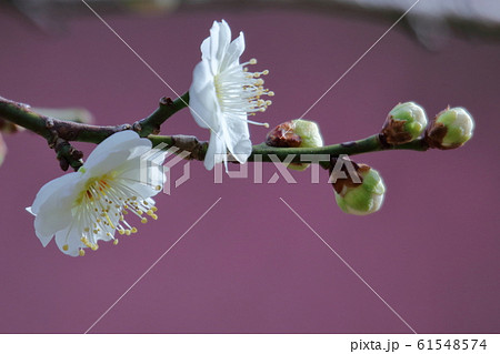 寒さに耐え気品よく咲く 61548574