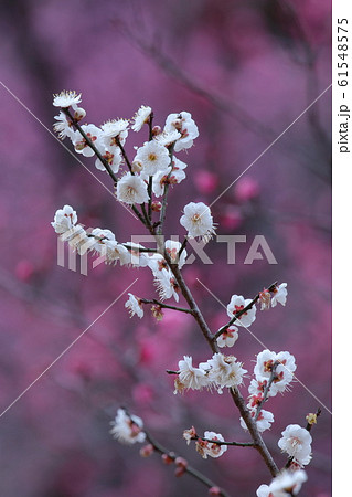 寒さに耐え気品よく咲く 寒さに耐え気品よく咲く 61548575