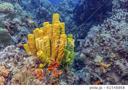 Maldives. The freakish coral reefs of the shelf Maldives. The freakish coral reefs of the shelf 61548868