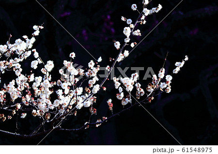 寒さに耐え気品よく咲く 61548975