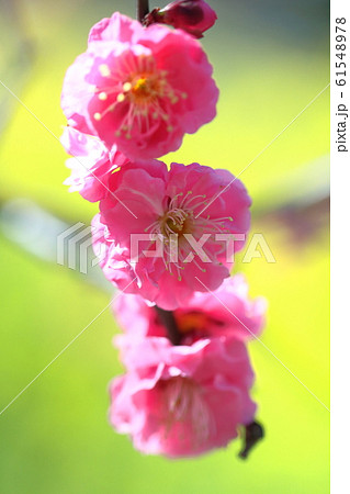 寒さに耐え気品よく咲く 寒さに耐え気品よく咲く 61548978