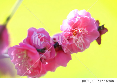 寒さに耐え気品よく咲く 61548980